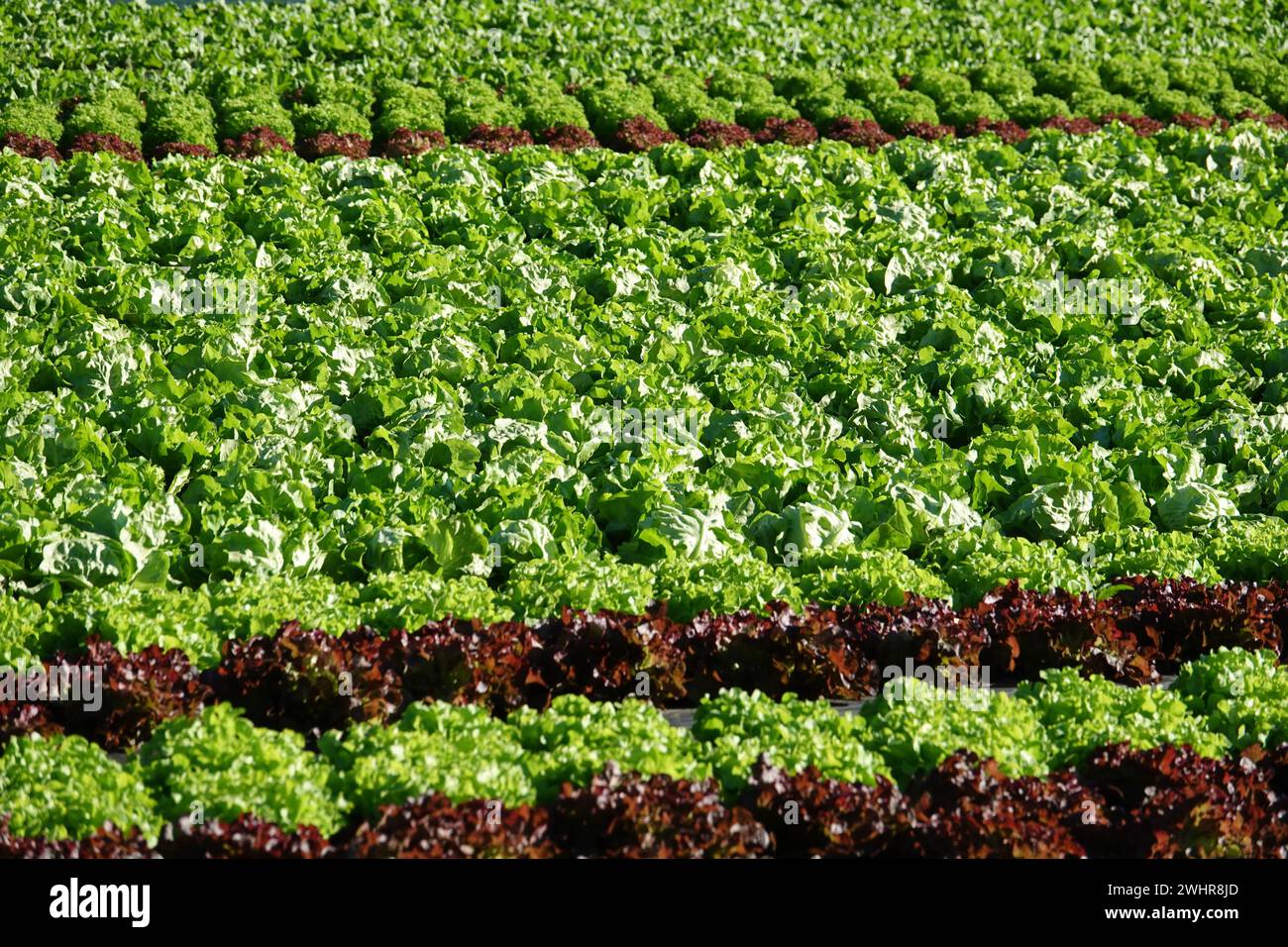 Lactuca sativa, Salad Stock Photo