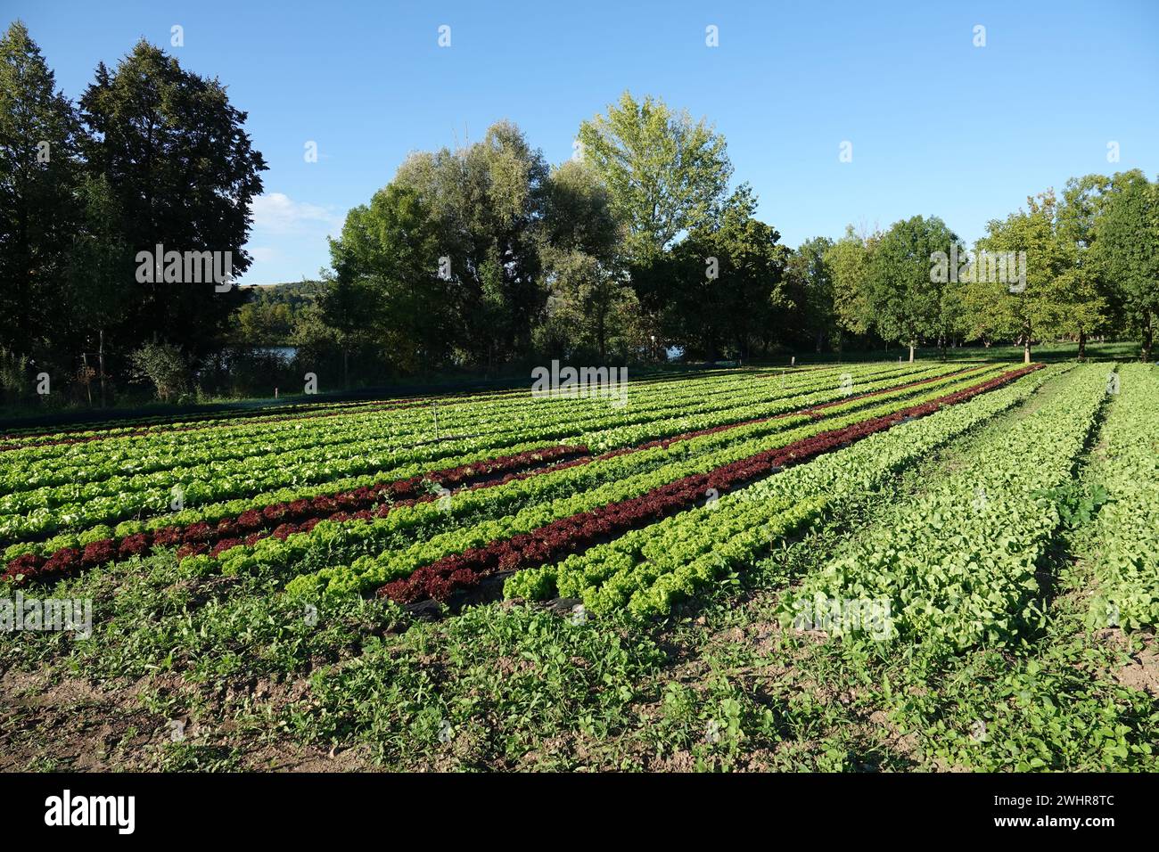 Lactuca sativa, Salad Stock Photo