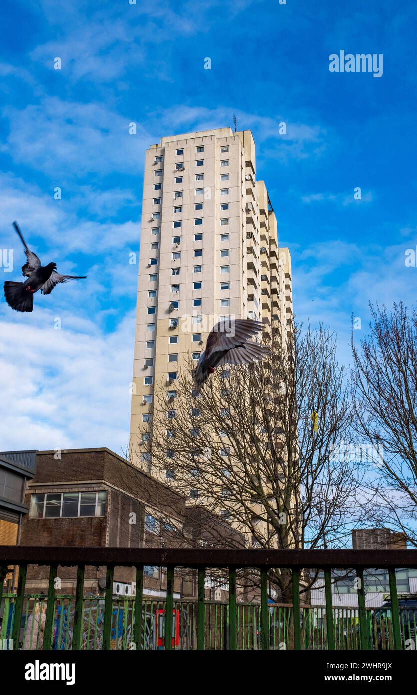 Pigeons flying around ower Block flats and housing estate in Edmonton , Enfield , North London , England UK Stock Photo