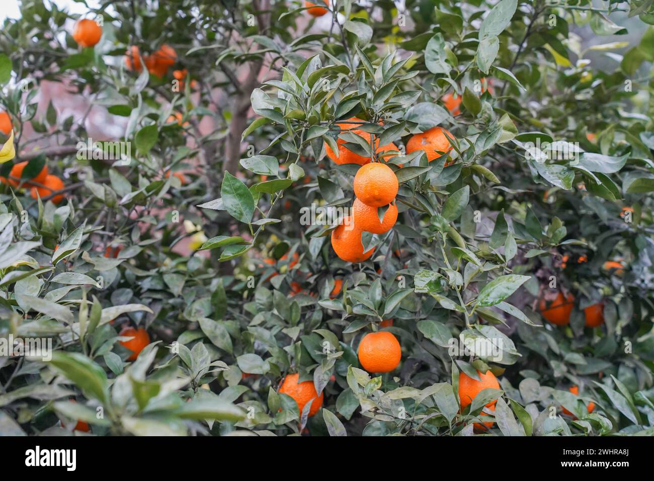 oranges on a branch with green leaves on tree Stock Photo