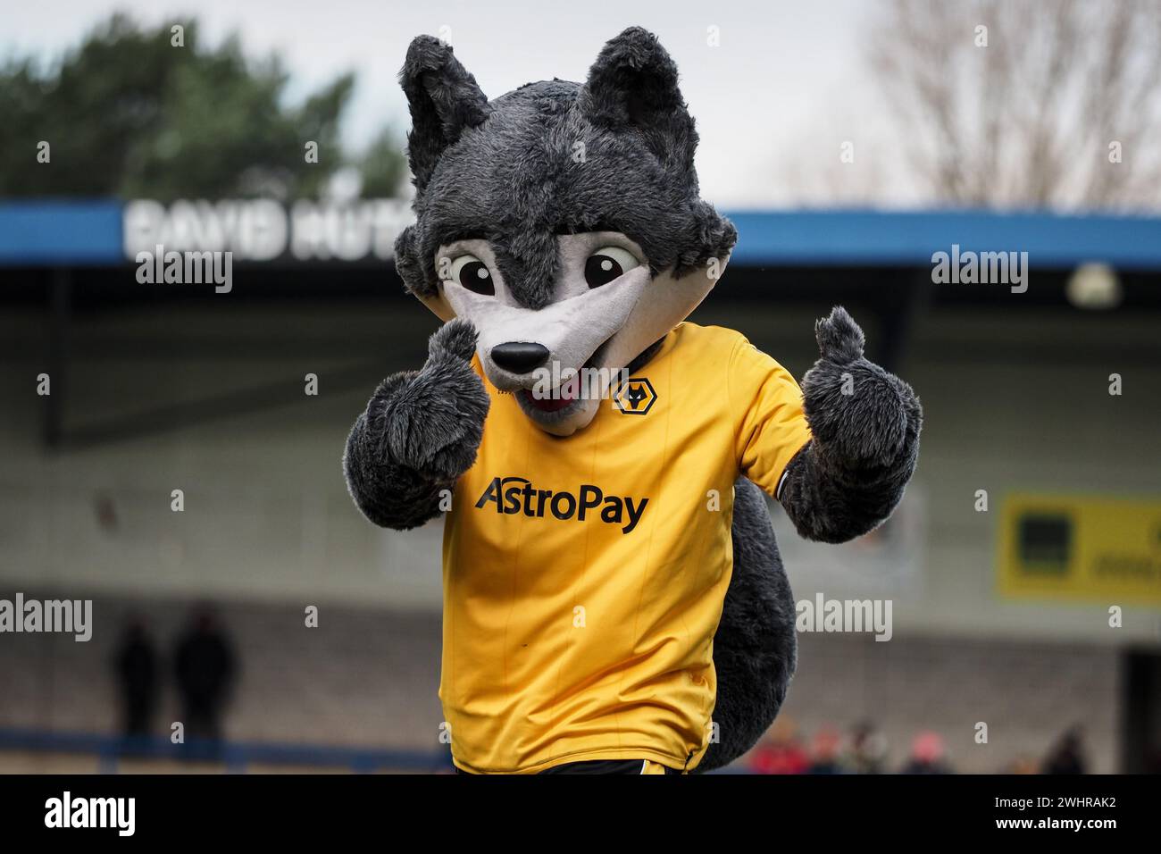 Telford, UK. 11th Feb, 2024. Telford, England, February 11th 2024: Wolves mascot during the Adobe Womens FA Cup game between Wolverhampton Wanderers and Brighton and Hove Albion at New Bucks Head in Telford, England (Natalie Mincher/SPP) Credit: SPP Sport Press Photo. /Alamy Live News Stock Photo