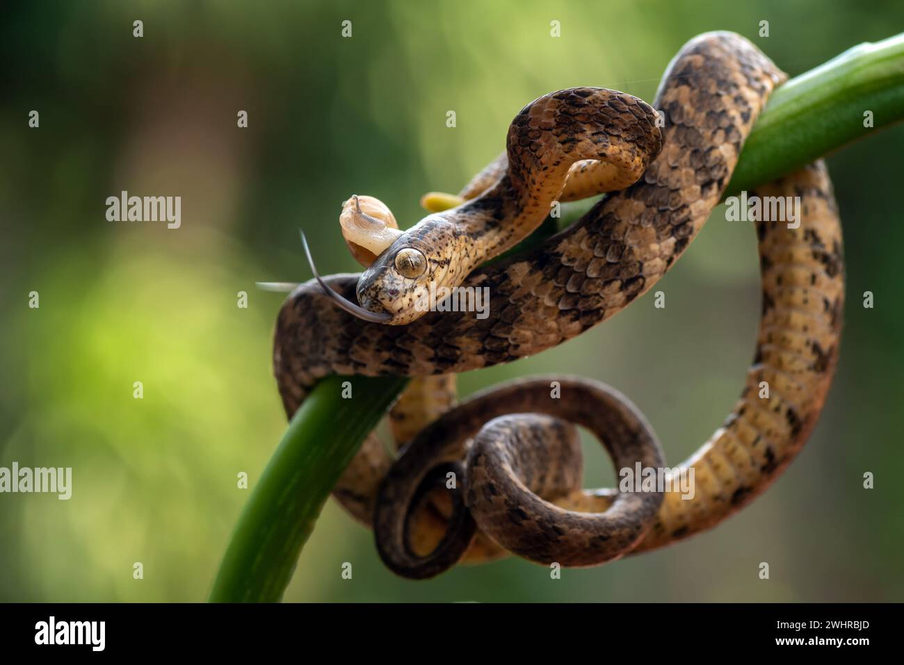 Slug eating snake with its prey Stock Photo