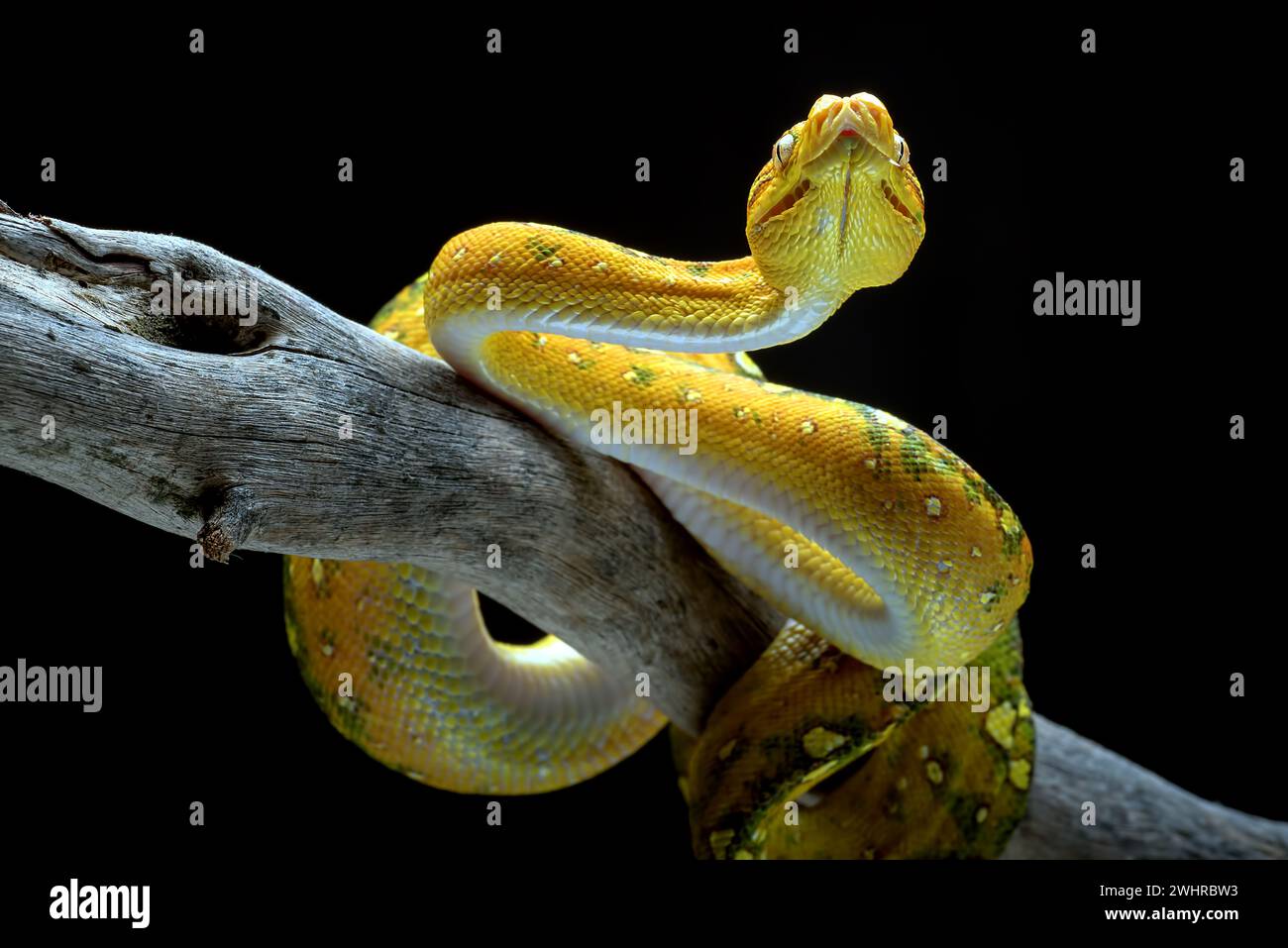 Green tree phyton coiled around a tree branch Stock Photo