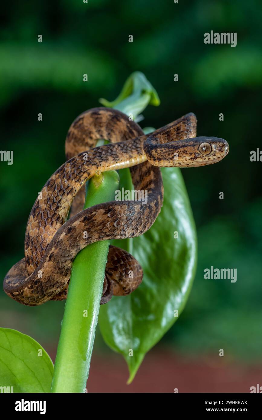 Slug eating snake with its prey Stock Photo