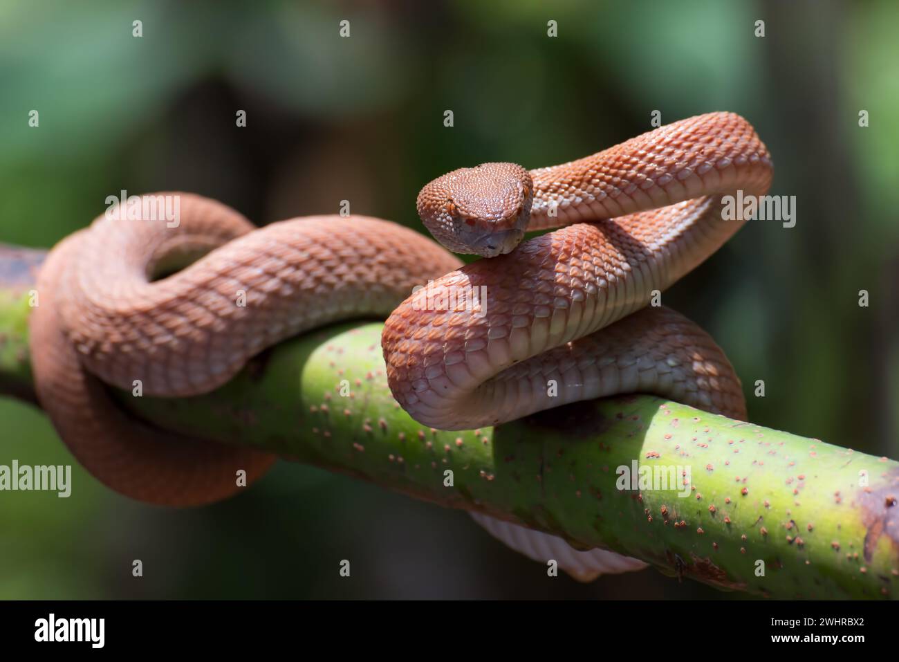 Mangrove pit viper coiled around a tree branch Stock Photo
