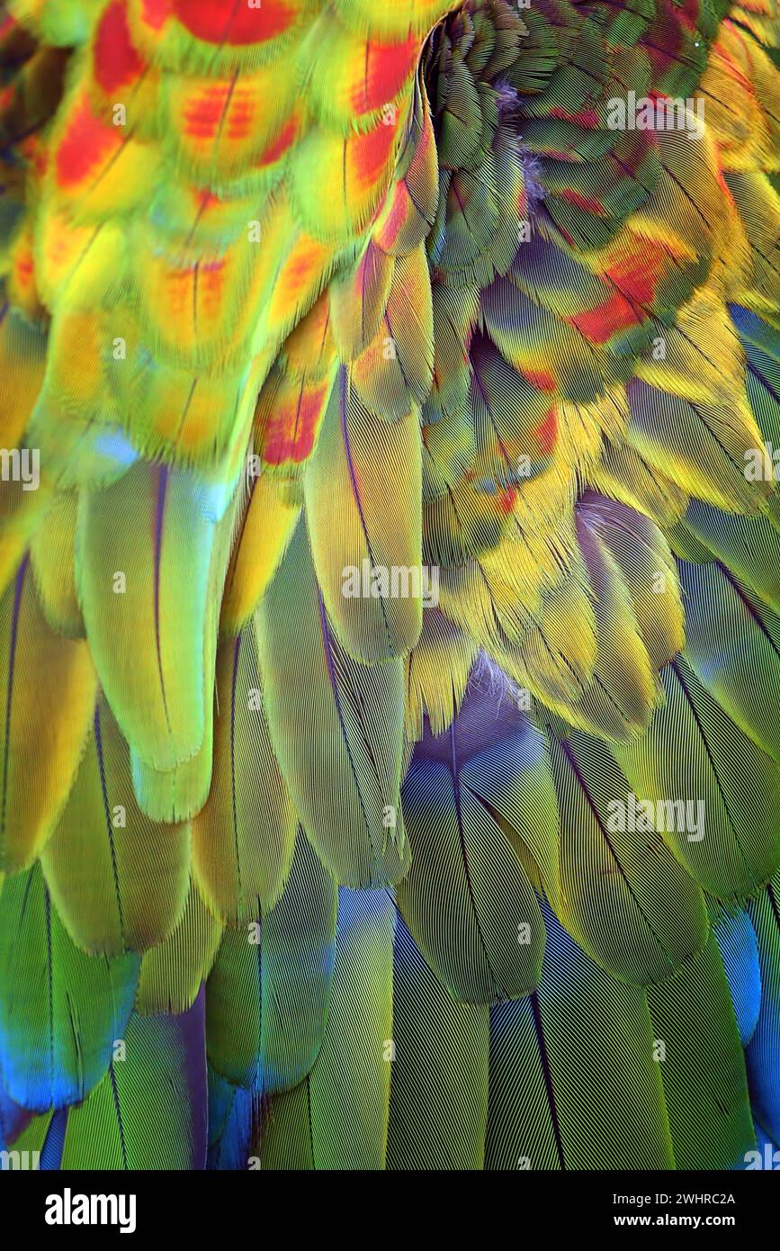 Close up detail of scarlet macaw feathers Stock Photo