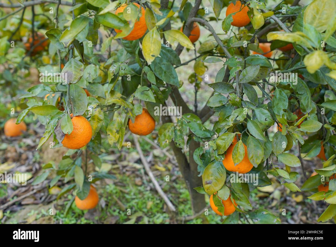 oranges on a branch with green leaves on tree Stock Photo