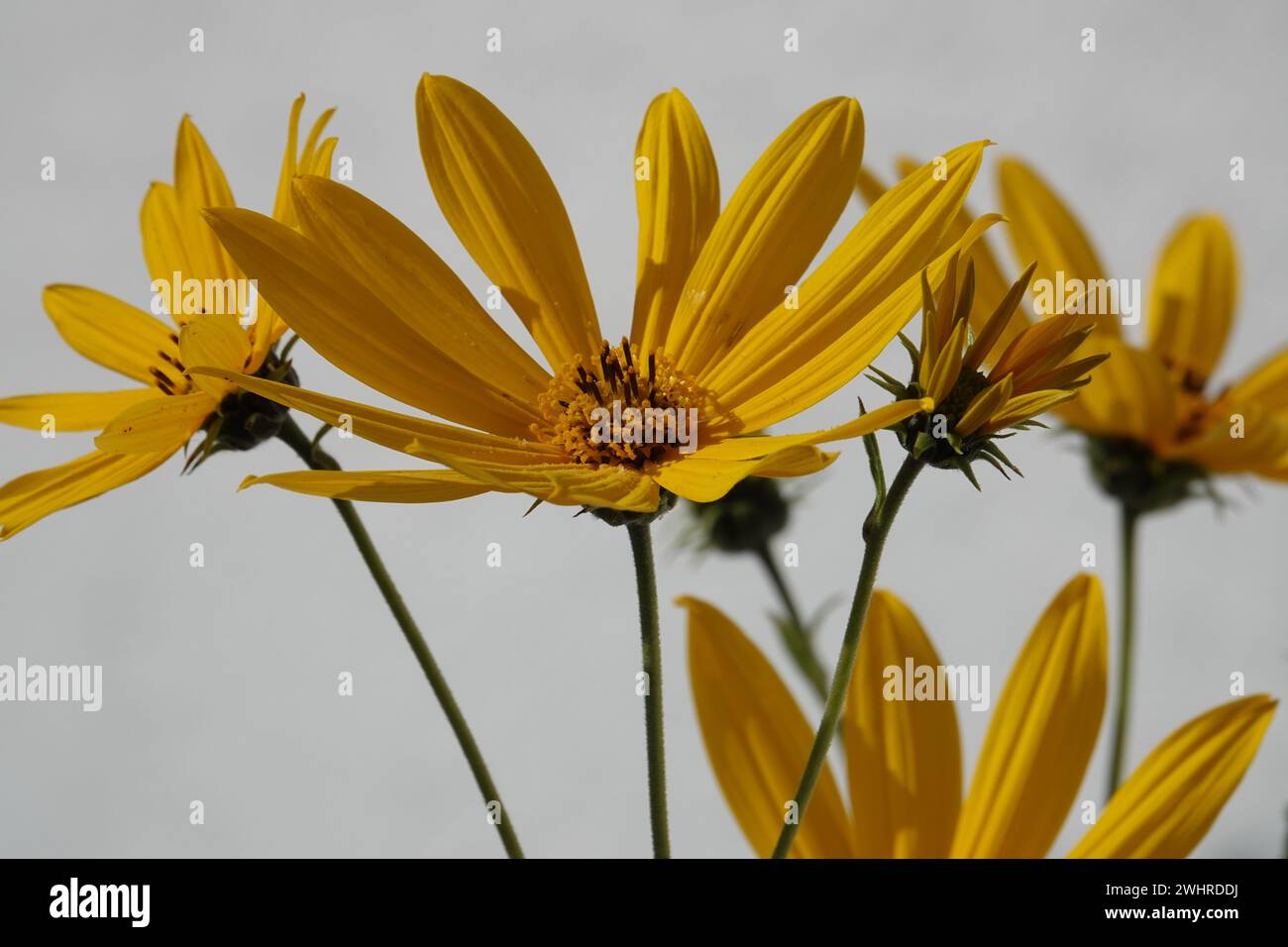 Helianthus tuberosus, Jerusalem artichoke bumble bee Stock Photo Alamy