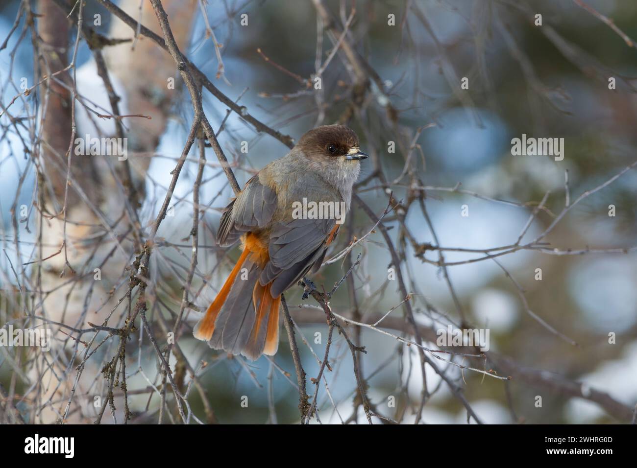 Siberian Jay (Perisoreus infaustus), perched on a thin branch showing back, wing and tail plumage.  Boreal forest in Finland during winter. Stock Photo