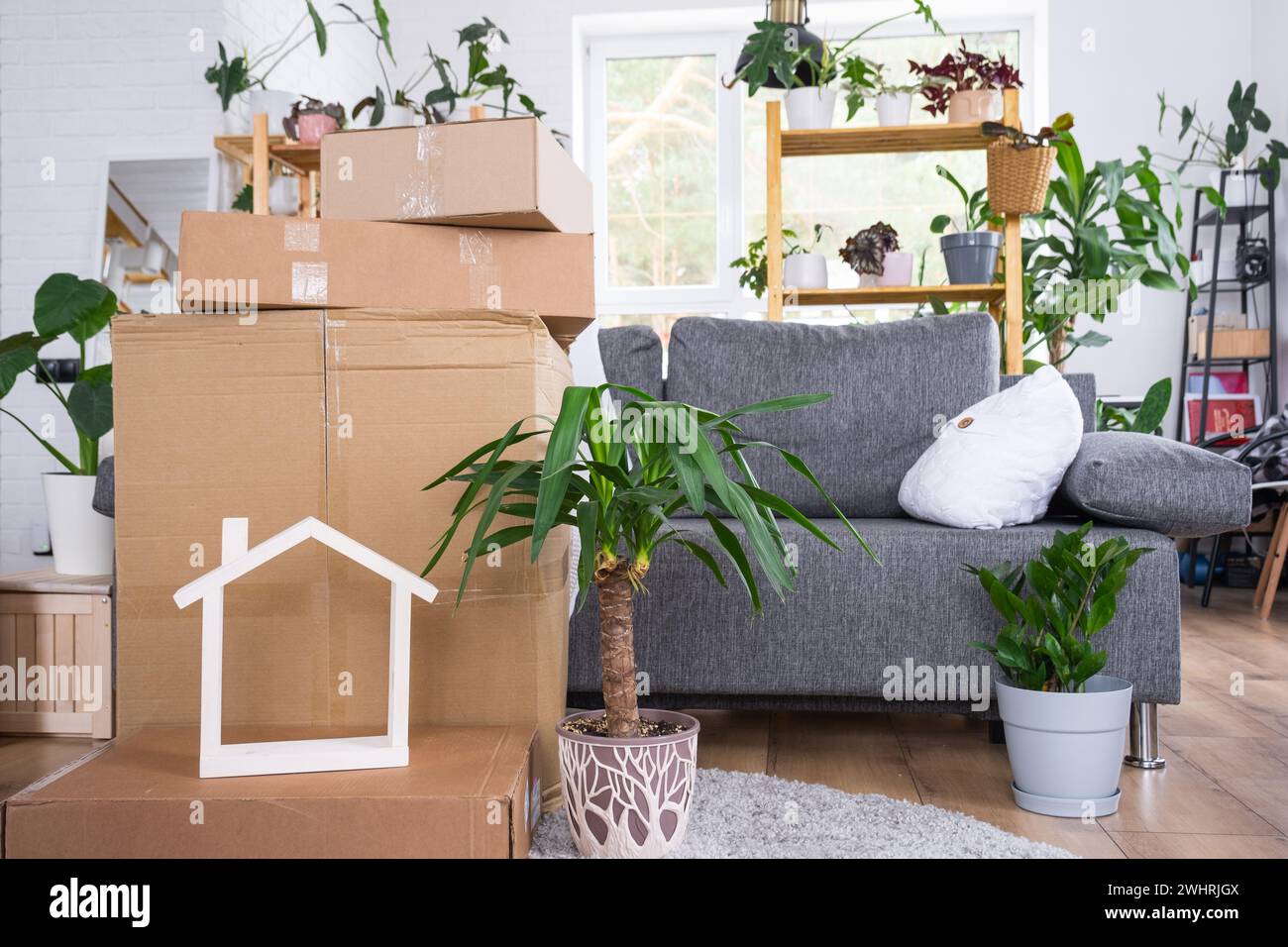 Boxes with things for moving and house plants are in the room of the new house. Housewarming, family property, cargo transportat Stock Photo