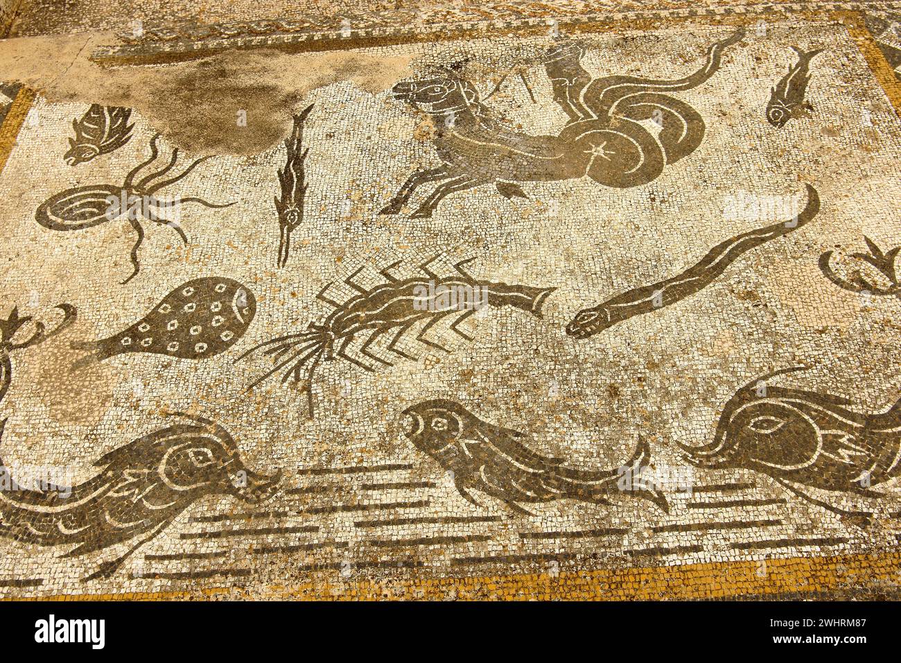 Mosaicos de la casa de orfeo/termas de Galiano.Ciudad Romana de Volubilis(II d.c.) Stock Photo