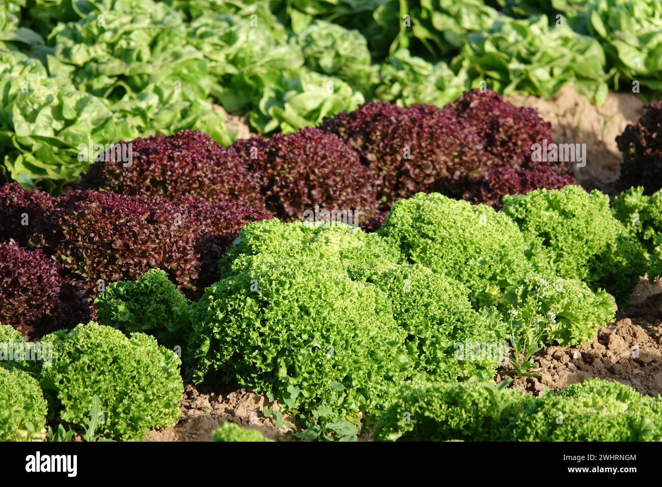 Lactuca sativa Lollo Bionda, Lollo Rosso, lettuce Stock Photo