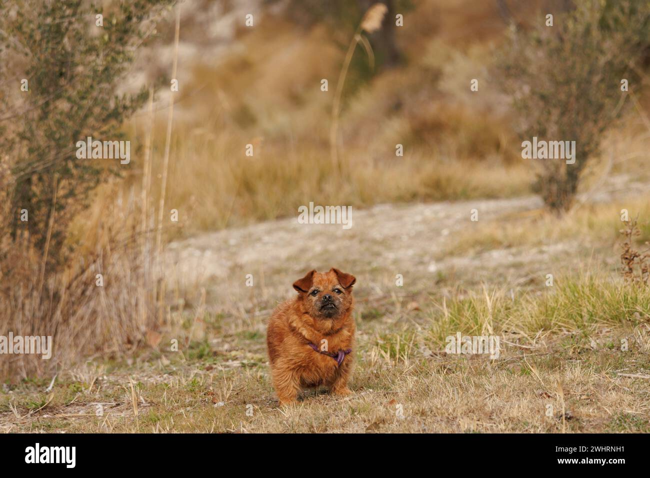 Walk In Breeding Elderly mixed breed dog looking at camera during walk in nature, Spain ...