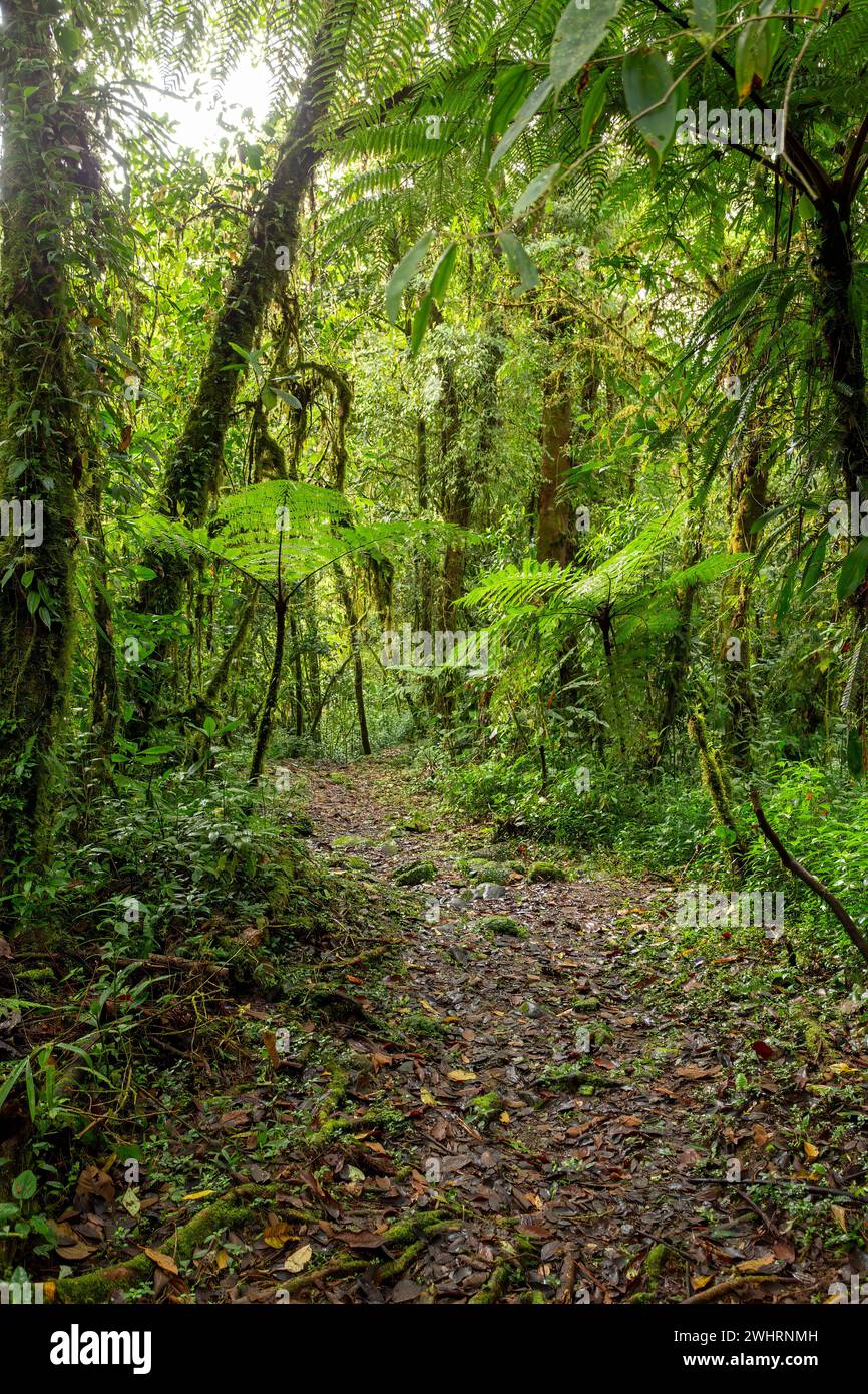 Rain forest in Tapanti national park, Costa Rica Stock Photo - Alamy