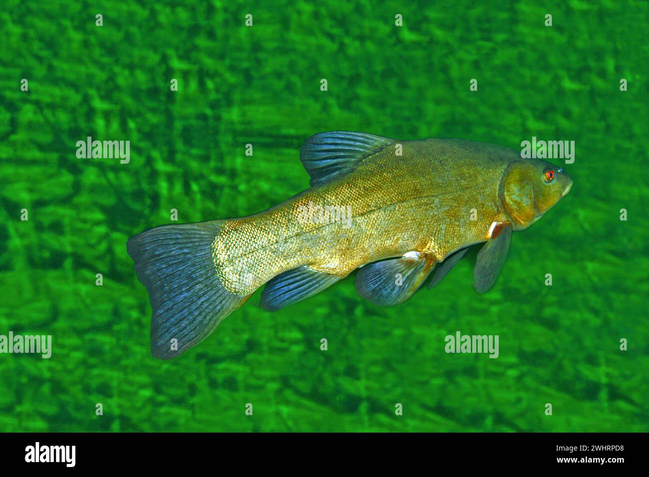 Large Tench Fish , Tinca tinca, swimming along water plants, profile view. Stock Photo