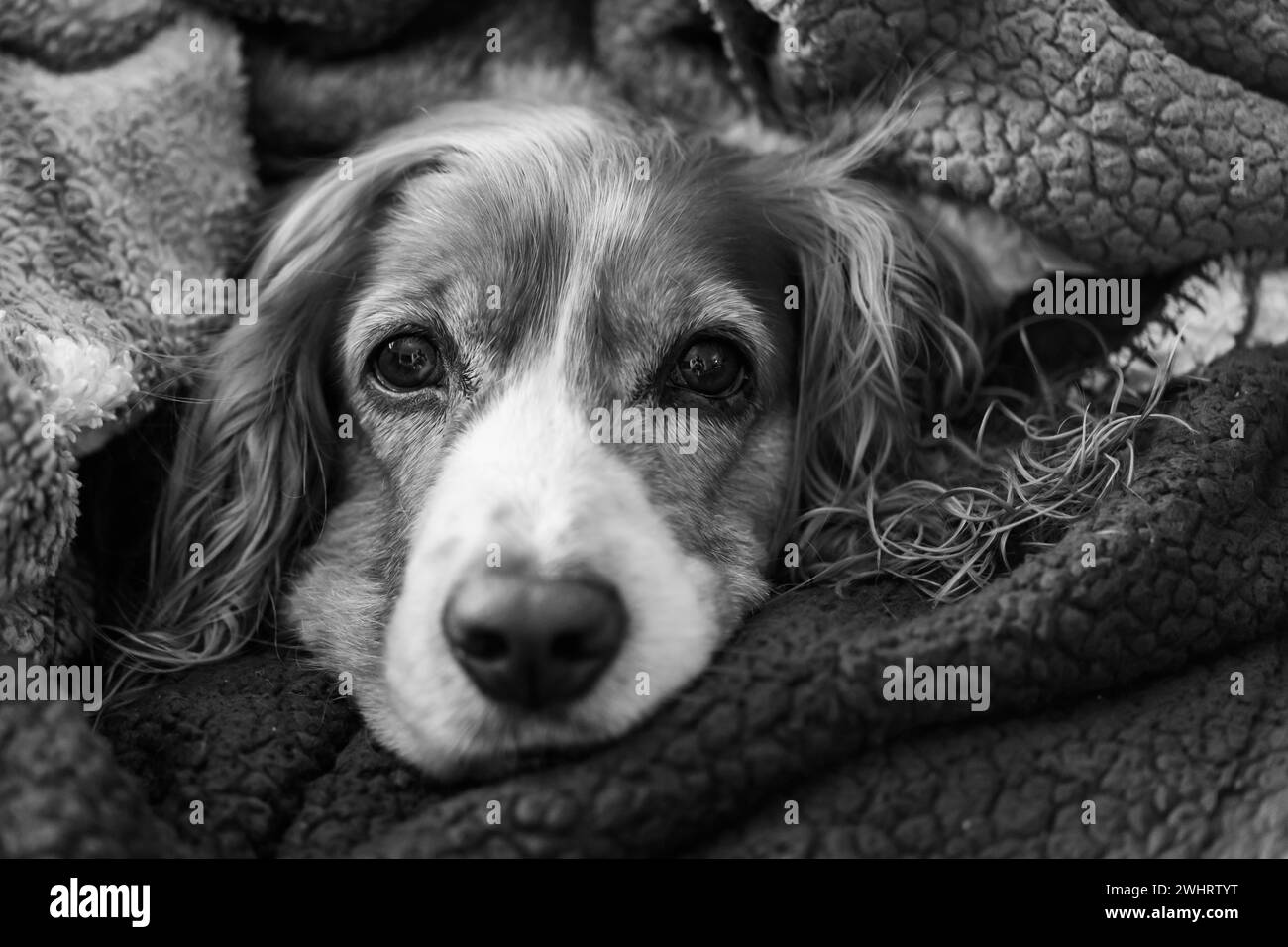 Cute dog pet wrapped in a blanket after taking a bath. Stock Photo
