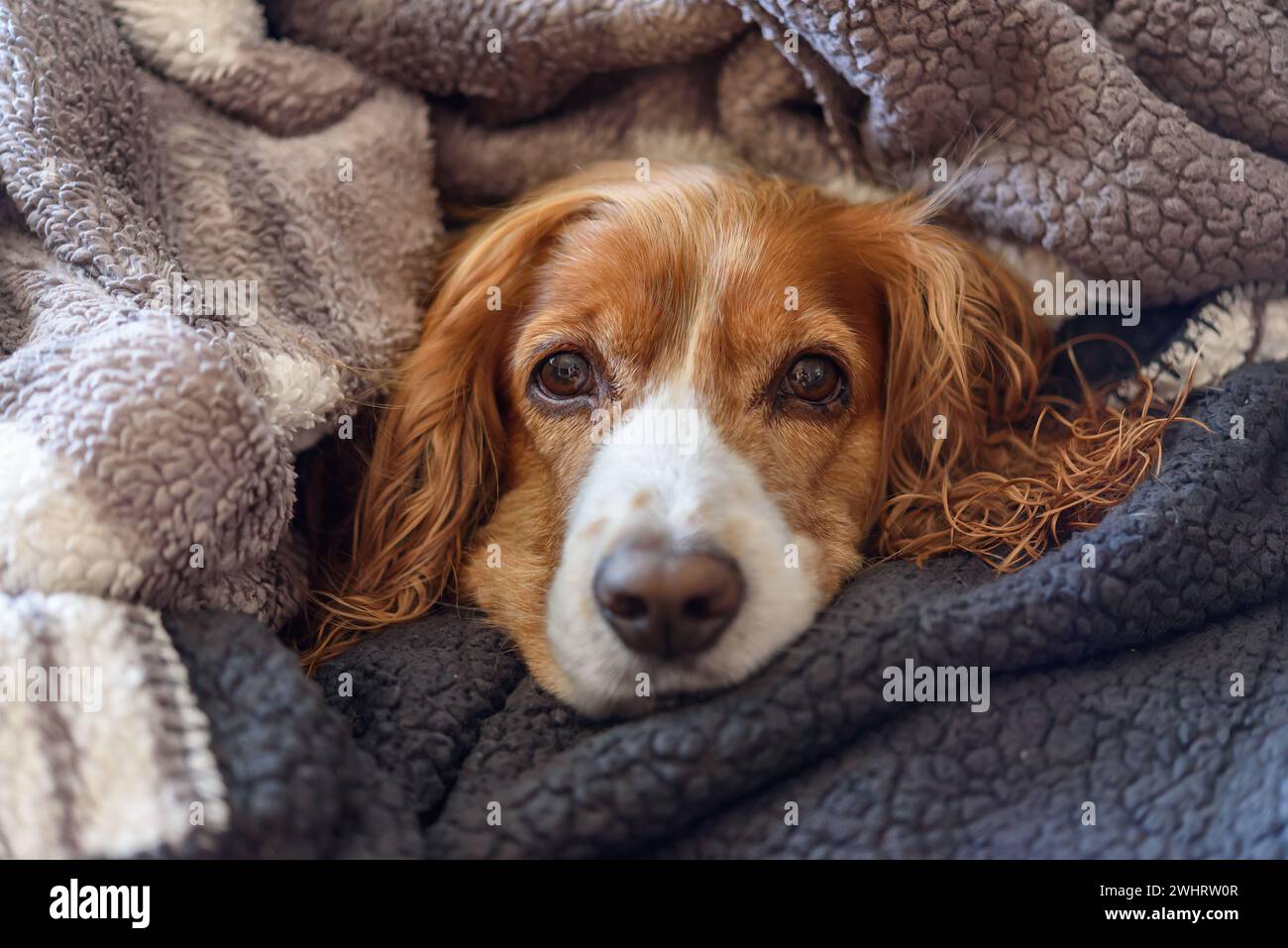 Cute dog pet wrapped in blanket after taking a bath. Stock Photo
