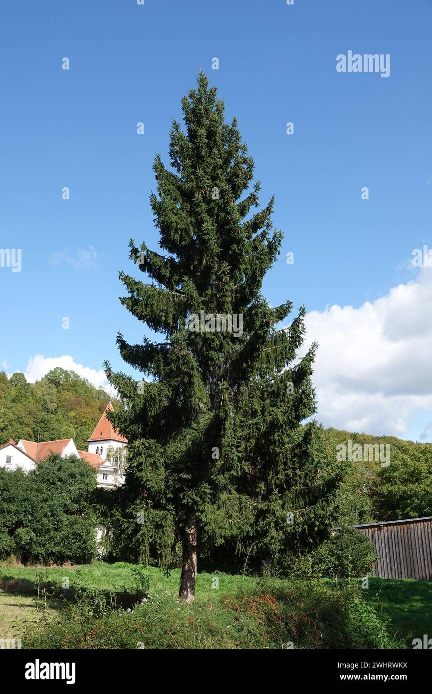 Picea abies, spruce Stock Photo