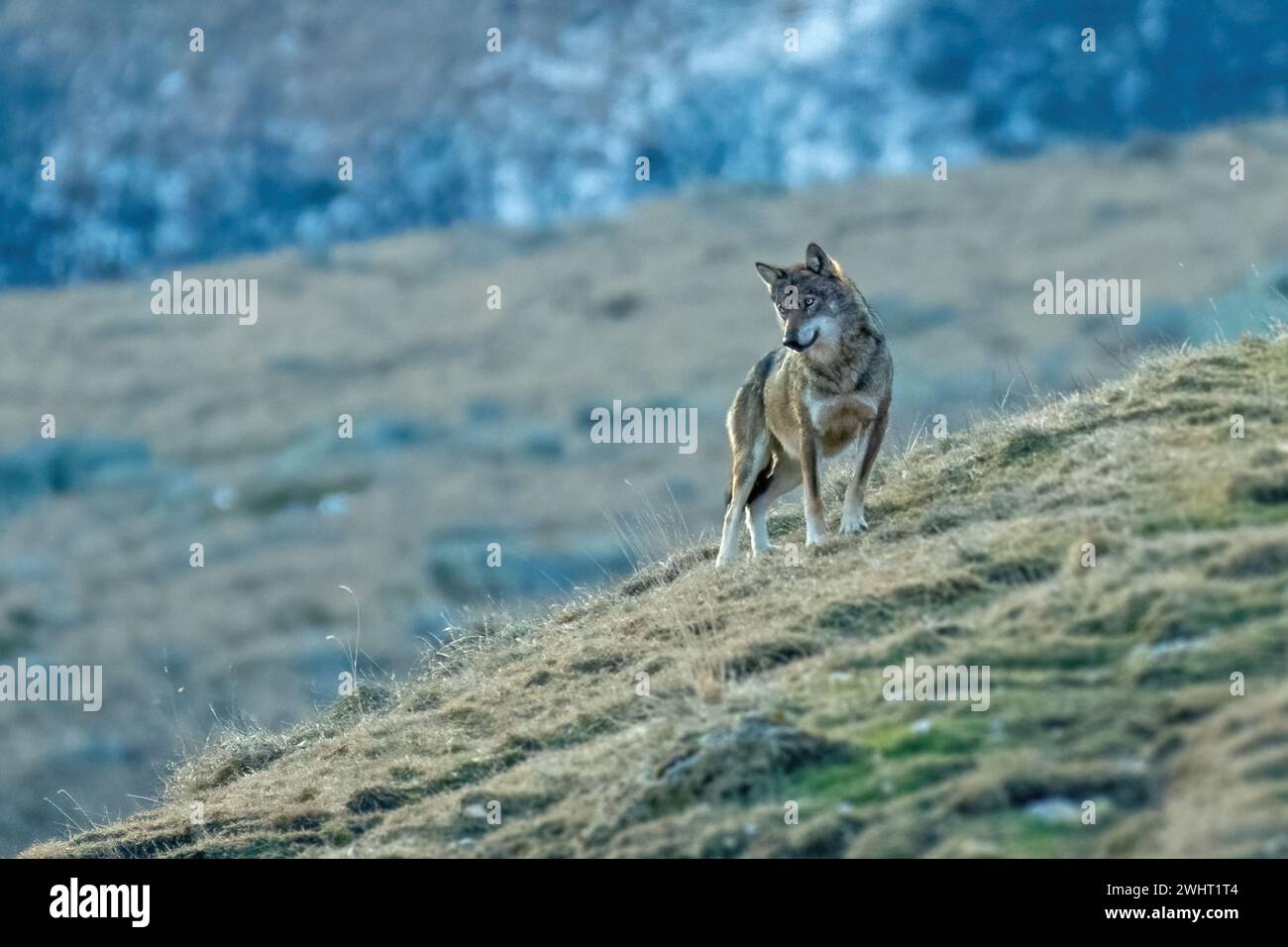 Rare example of a wild Italian wolf taken in nature while looking downstream in search of prey at dawn. Alps, Italy, January. Stock Photo