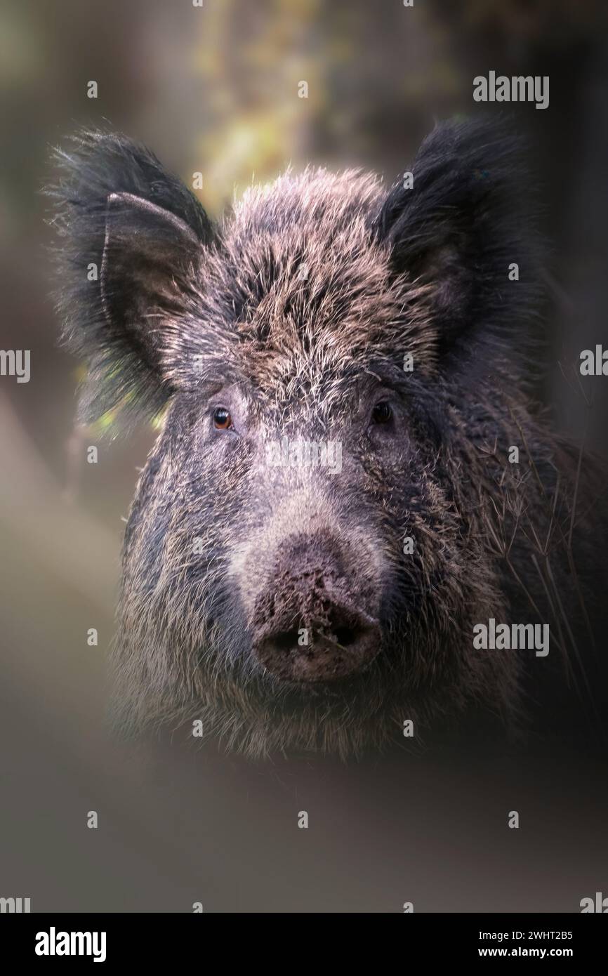 Close up portrait of a huge wild boar (Sus scrofa) taken in the soft lights of the thick forest. Italian Alps, Piedmont. Stock Photo
