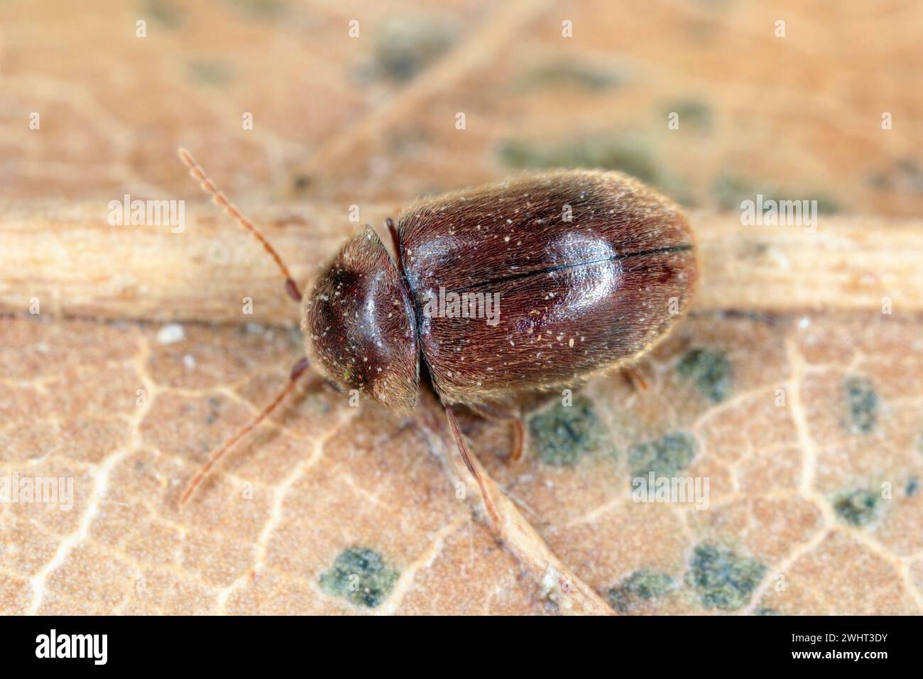 Lasioderma sp. commonly known as the cigarette beetle, cigar beetle, or ...