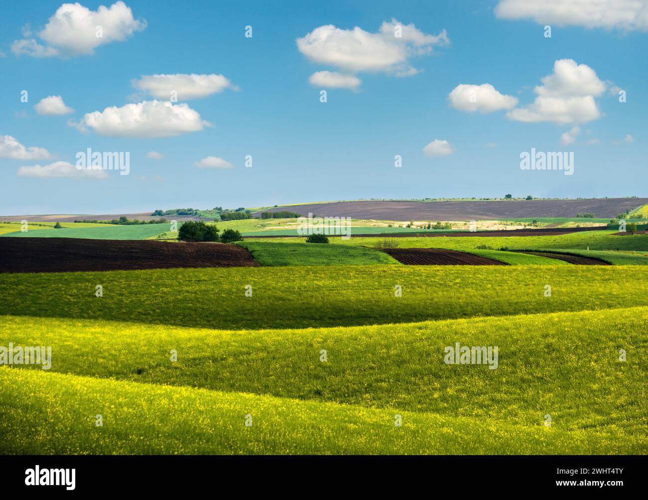 Spring evening view with rapeseed yellow blooming fields in sunlight with cloud shadows. Natural seasonal, good weather, climate Stock Photo