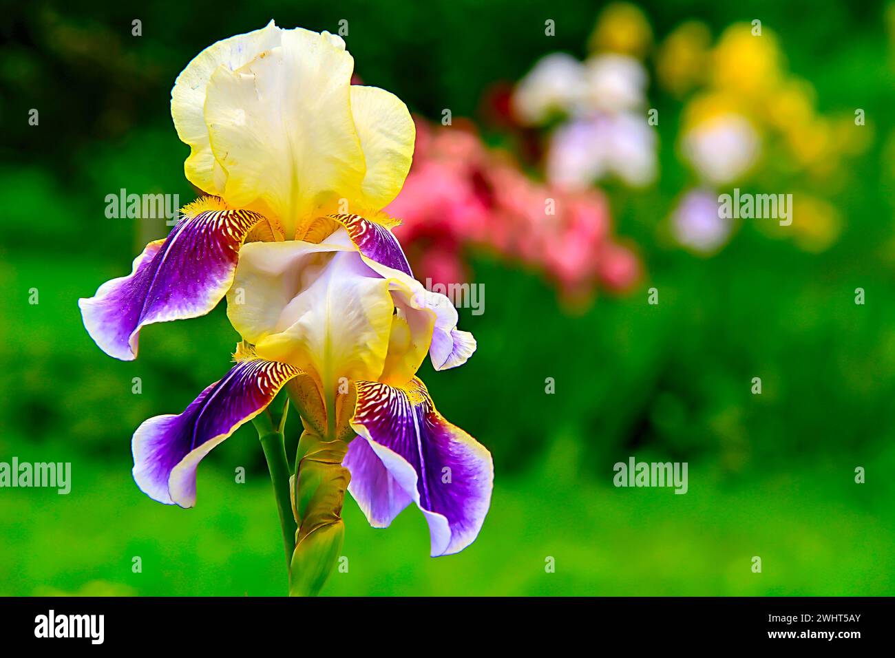 Flower standing tall hi-res stock photography and images - Alamy