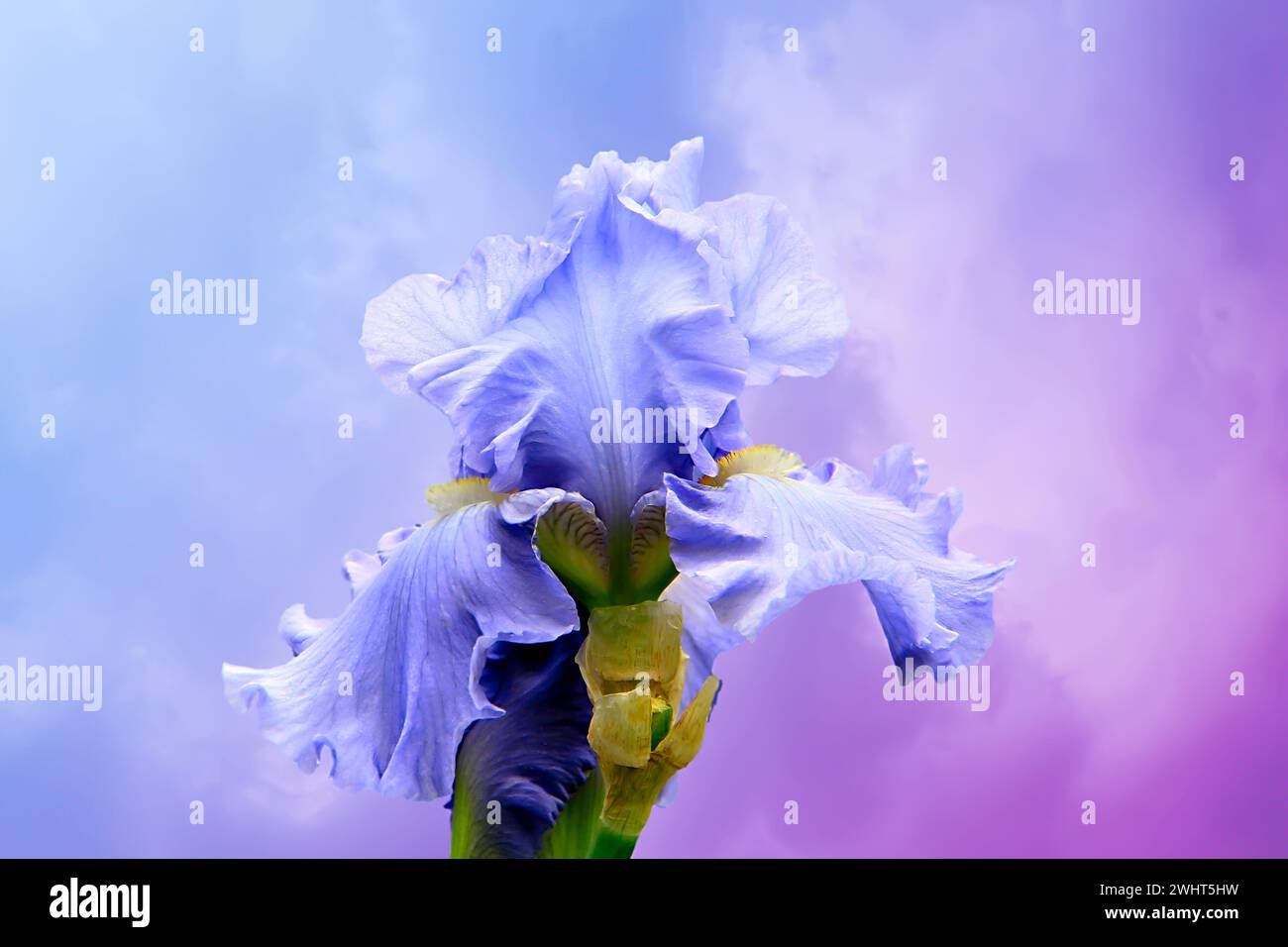 Purple flower with yellow stalk and tilted head Stock Photo