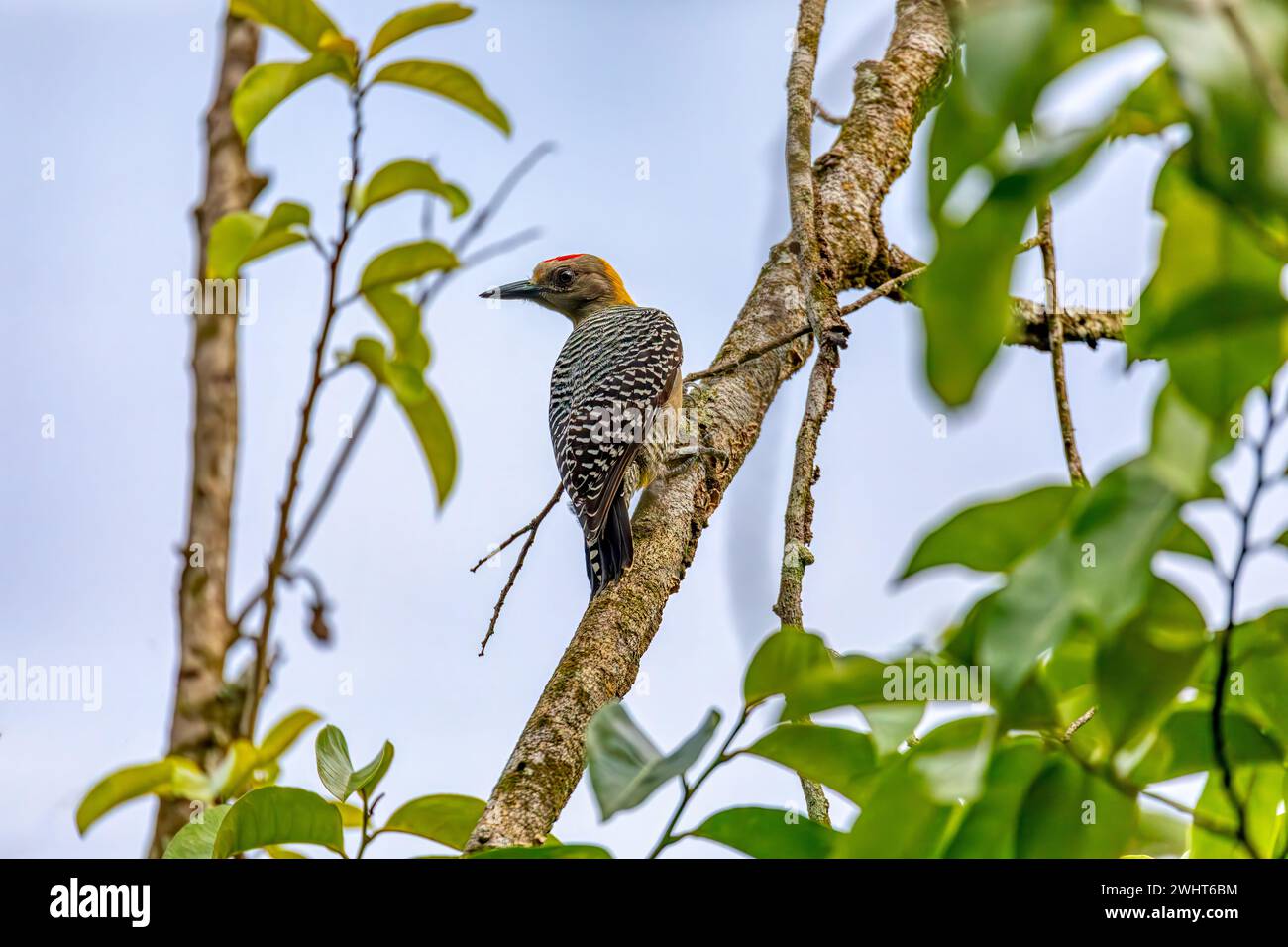 Hoffmann's woodpecker, Melanerpes hoffmannii. Curu Wildlife Reserve, Wildlife and birdwatching in Costa Rica. Stock Photo