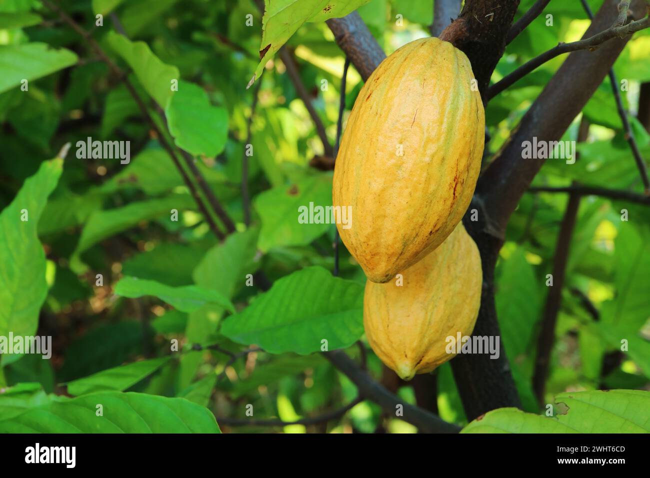Closeup of a Pair of Cacao Fruits Called Cacao Pods Ripening on Their Tree Stock Photo