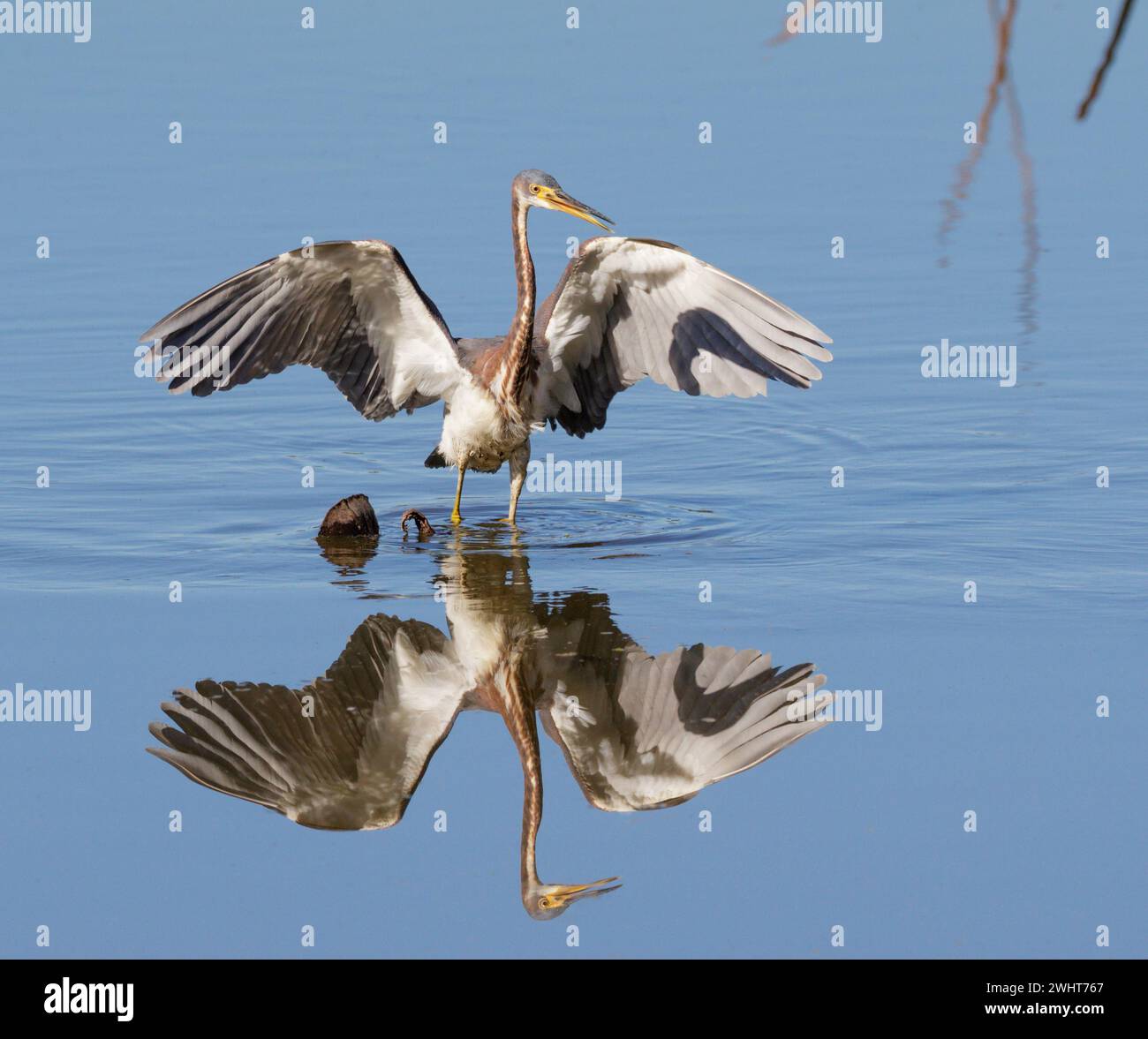 Tricolored heron (Egretta tricolor) hunting in a lake with open wings and reflection in water, Fort Bend County, Texas, USA. Stock Photo
