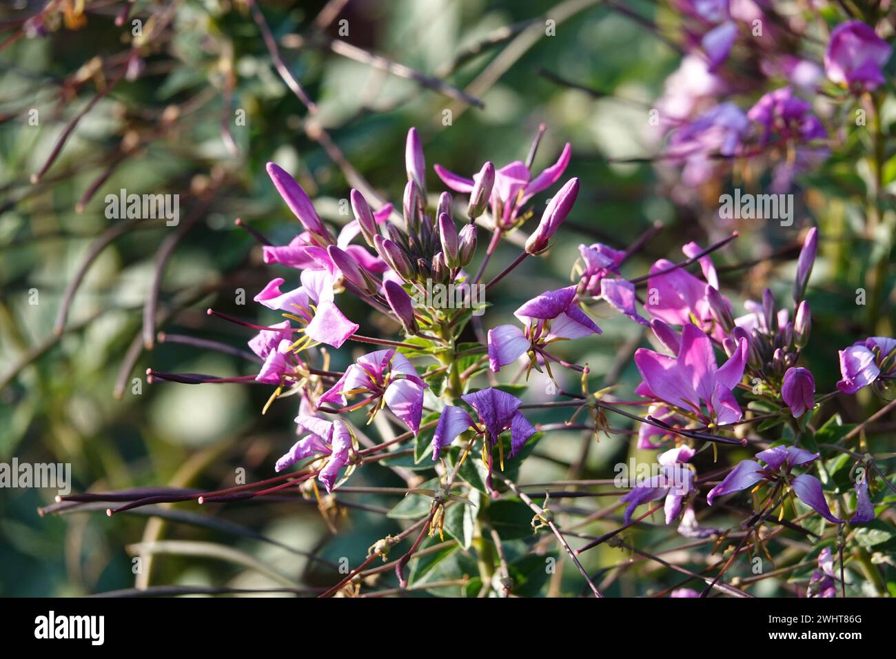 Cleome spinosa Senorita Rosalita, spider plant Stock Photo