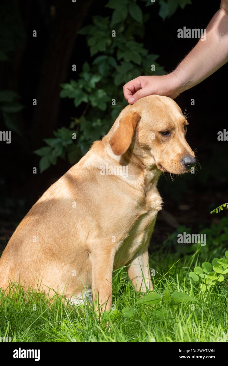 Sun-Kissed Serenity: Yellow Labrador Enjoying Gentle Affection in the Grass Stock Photo