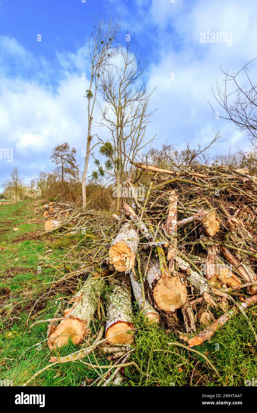 Poplar (Populus) treeunusable waste wood from commercial logging use - central France. Stock Photo