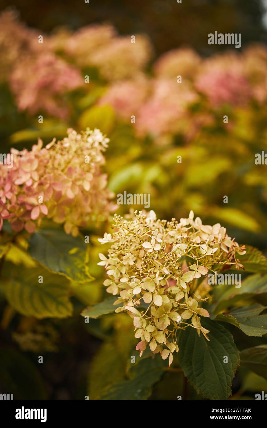 Hydrangea Arborescens or Smooth Hydrangea, flowers in autumn park. Stock Photo