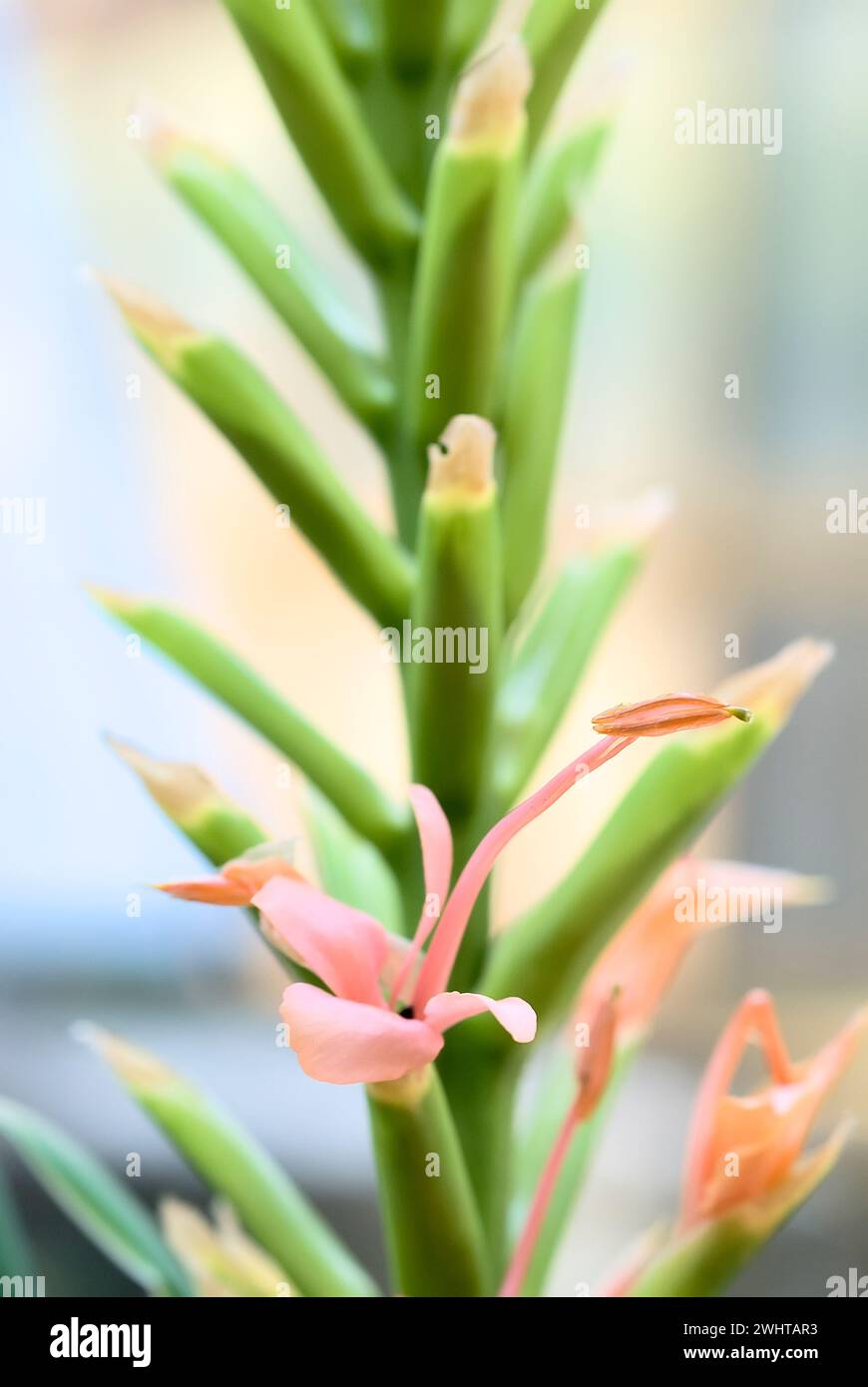 Orange gingerlily (Hedychium coccineum), Zingiberaceae. Rhizomatous perennial herb. Ornamental plant. red flower. Stock Photo