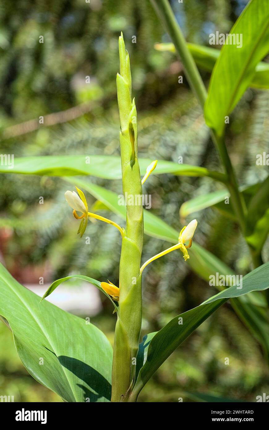 Hedychium tenellum, Zingiberaceae. perennial grass, rhizomatous, ornamental plant, white flower. Stock Photo