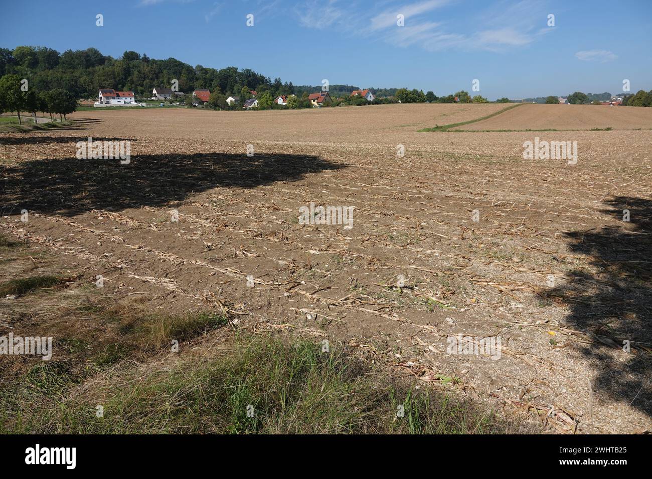 Erdbeermais Saatgut – Hochwachsende Zierpflanze Zea Mays Für Trockensträuße (N.L. Chrestensen)