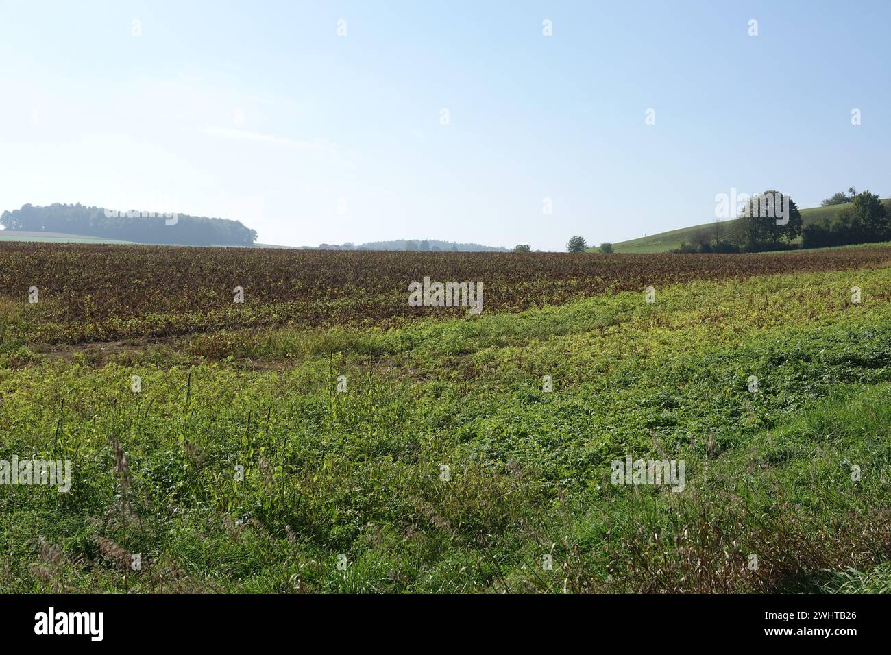 Solanum tuberosum, potato Stock Photo