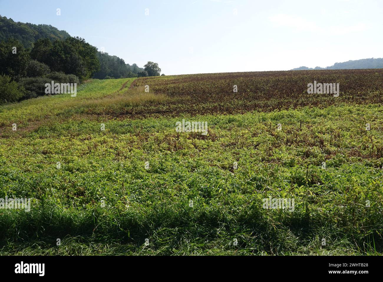 Solanum tuberosum, potato Stock Photo