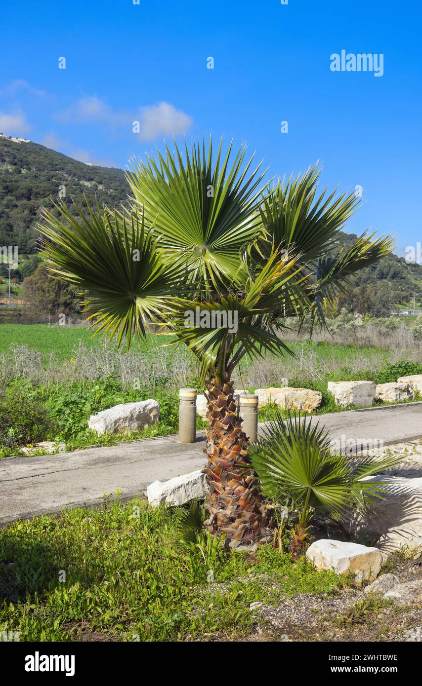 beautiful small palm tree against the background of a mountain and blue sky in Israel Stock Photo