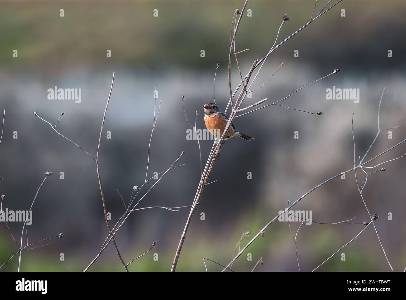 beautiful bird Western Stonechat sitting on a thin branch in Israel Stock Photo