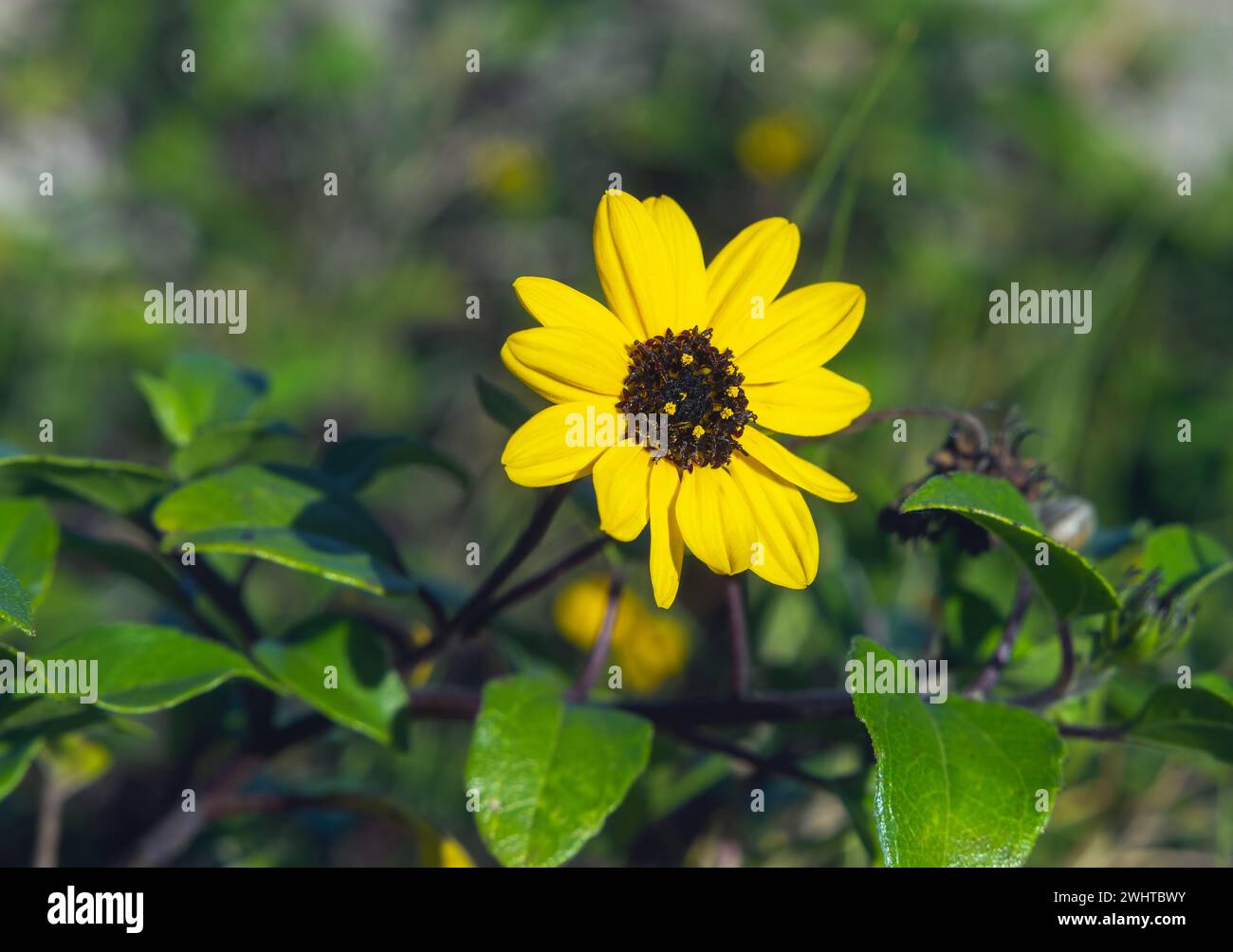 beautiful yellow Helianthus petiolaris flower on blurred background close up Stock Photo