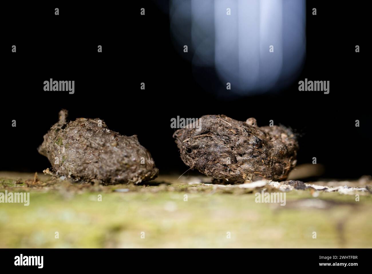 Tawny owl pellet (Strix aluco) in an old abandoned barn Stock Photo