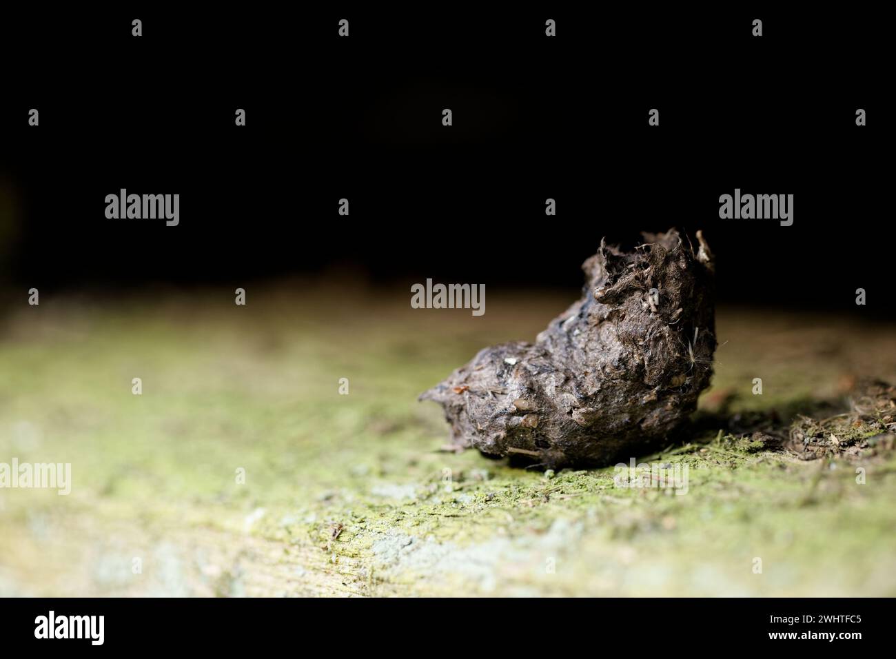 Tawny owl pellet (Strix aluco) in an old abandoned barn Stock Photo