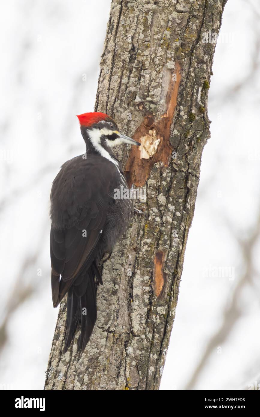pileated woodpecker (Dryocopus pileatus) Stock Photo
