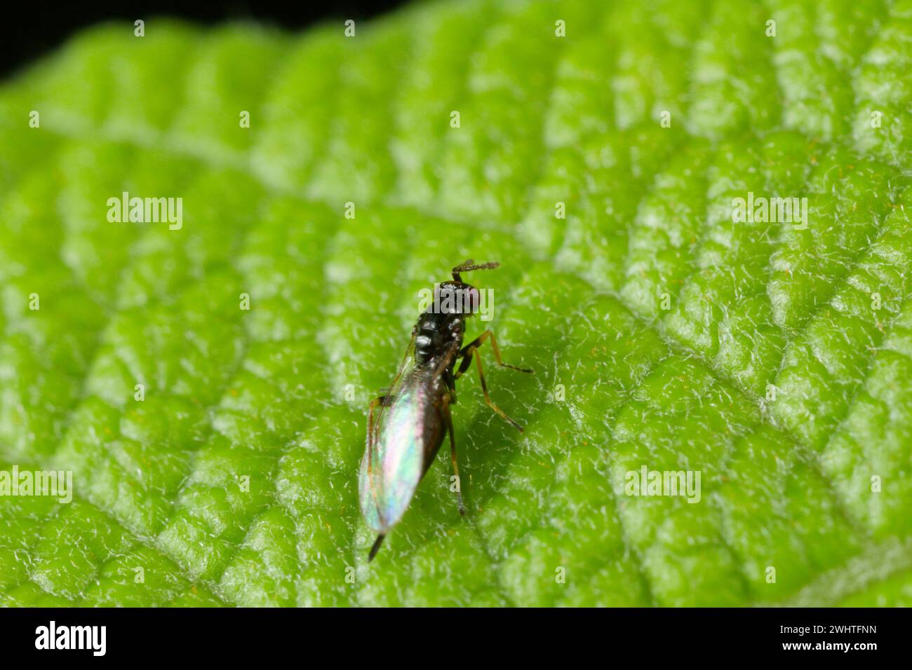 Chalcid parasitoid wasp (Tetrastichinae) Stock Photo