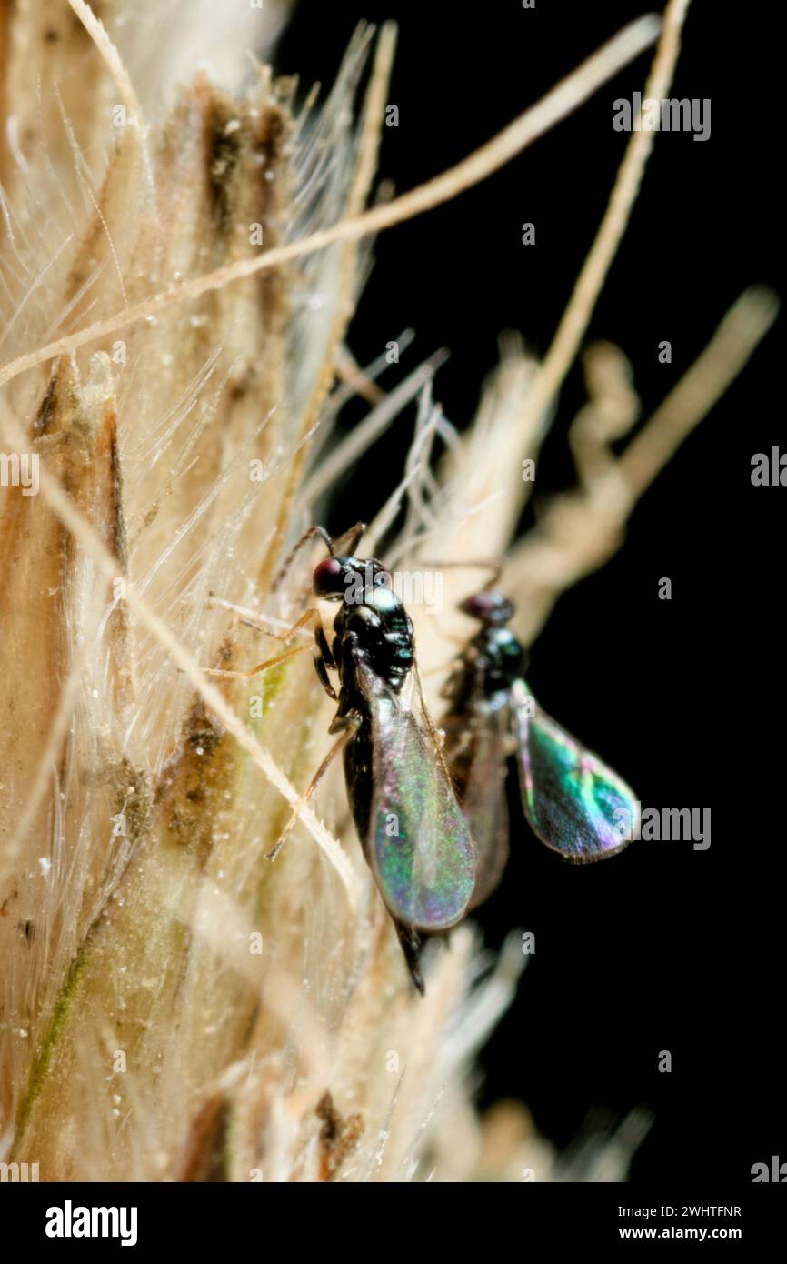 Chalcid parasitoid wasp (Tetrastichinae) Stock Photo