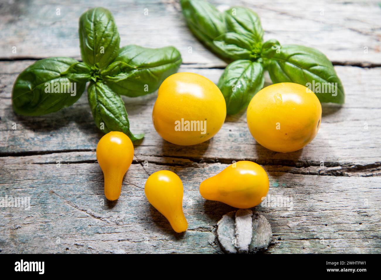 Yellow cherry tomatoes and basil Stock Photo