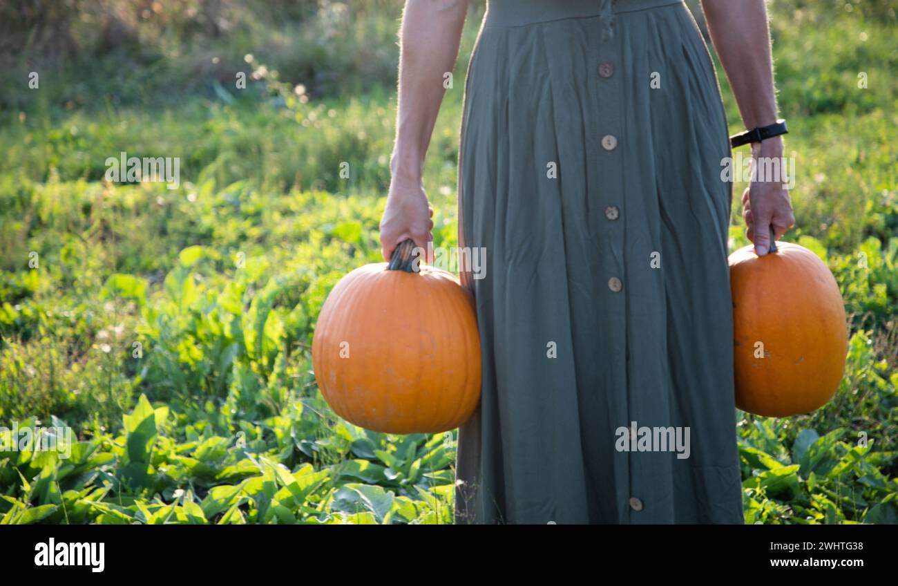 Woman holding Halloween pumpkins Stock Photo